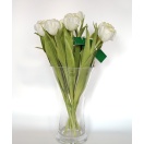 NF ASIAN Tulp WHITE