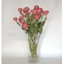 NF ASIAN Lill Ranunculus ROSE