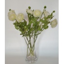 NF ASIAN Lill Ranunculus WHITE