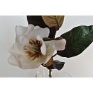 NF ASIAN Lill Magnolia WHITE