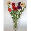 NF ASIAN Lill Ranunculus