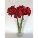 NF ASIAN Lill Amaryllis RED